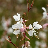Gaura Lind White Perennial Plant 9cm Pot - Set of 3