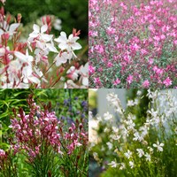 Gaura Perennial Set - Mixed Colours - 3 x 2L Pots