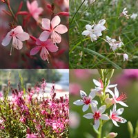 Gaura Perennial Set - Mixed Colours - 6 x 9cm Pots