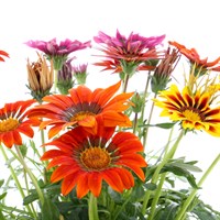 Gazania Daybreak 6 Pack Boxed Bedding