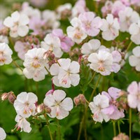 Geranium Cant. Biokovo Perennial Plant 9cm Pot - Set of 3