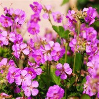 Geranium Cant. Cambridge Perennial Plant 9cm Pot - Set of 3