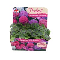 Geranium F1 Hybrids Candyfloss Mixed 20 Baby Bedding Cell Plug Plants