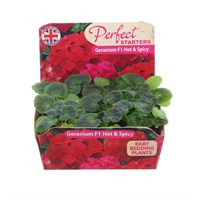 Geranium F1 Hybrids Hot n Spicy Mix 20 Baby Bedding Cell Plug Plants