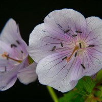 Geranium Joy Perennial Plant 2L Pot - Set of 3