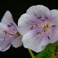 Geranium Lilac Ice Perennial Plant in a 9cm Pot
