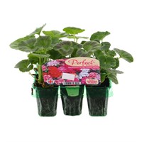 Geranium Lucky Charms Mix Mini 6 Boxed Bedding