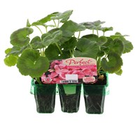 Geranium F1 Maverick Salmon Mini 6 Boxed Bedding