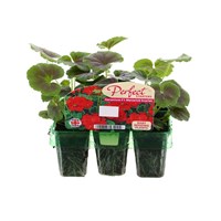 Geranium F1 Maverick Scarlet Mini 6 Boxed Bedding
