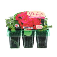 Geranium F1 Maverick Violet Mini 6 Boxed Bedding