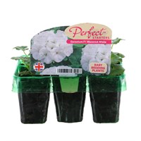 Geranium F1 Maverick White Mini 6 Boxed Bedding