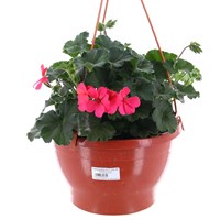 Geranium Mixed 25cm Hanging Pot Bedding Basket