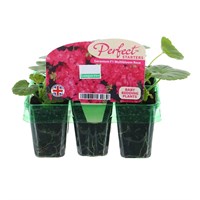 Geranium F1 Multibloom Rose Mini 6 Boxed Bedding