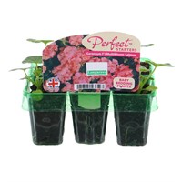 Geranium F1 Multibloom Salmon Mini 6 Boxed Bedding
