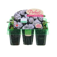 Geranium F1 Multibloom White Mini 6 Boxed Bedding