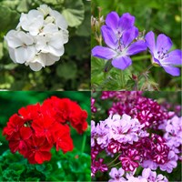 Geranium Perennial Set - Mixed Colours - 3 x 2L Pots