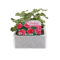 Geranium Raspberry Ripple 6 Pack Boxed Bedding