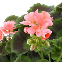 Geranium Survivor Salmon Pink Jumbo 6 Pack Boxed Bedding