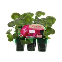 Geranium F1 Maverick Rose Mini 6 Boxed Bedding