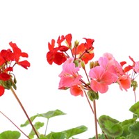 Geranium Ringo Mixed 6 Pack Boxed Bedding