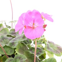 Geranium Candyfloss 6 Pack Boxed Bedding