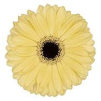 Gerbera Black Eye - Mini (x 8 Individual Stems) - Aspy