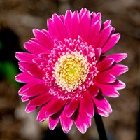 Gerbera Garvinea Sweet Treat Perennial Plant 2L Pot - Set of 3