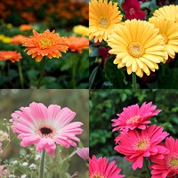 Gerbera Perennial Set - Mixed Colours - 3 x 2L Pots