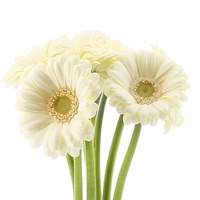 Gerbera - Mini (x 8 Individual Stems) - White