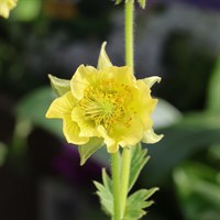 Geum Banana Daiquiri Perennial Plant 2L Pot - Set of 3
