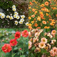 Geum Perennial Set - Mixed Colours - 3 x 2L Pots