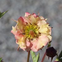 Geum Petticoats Peach 2L Perennial Plant - Set of 3