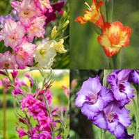 Gladiolus Perennial Set - Mixed Colours - 3 x 2L Pots
