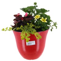 Glossy Red Bell Seasonal Bedding Planted Container 22cm - Summer
