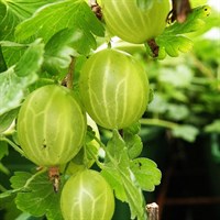 Gooseberry Ribes uva-crispa Hinnonmaki Green 3L Pot