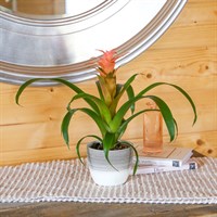 Guzmania Pink Houseplant