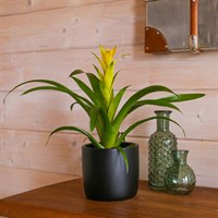 Guzmania Yellow Houseplant