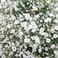Gypsophila Festival White Flair Perennial Plant 2L Pot - Set of 3