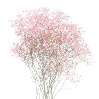 Gypsophilia Painted (x 5 Individual Stems) - Light Pink
