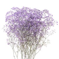 Gypsophilia Painted (x 5 Individual Stems) - Lilac