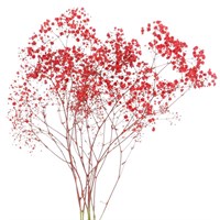 Gypsophilia Sprayed (x 5 Individual Stems) - Red