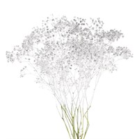 Gypsophilia Sprayed (x 5 Individual Stems) - Silver