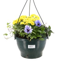Hanging Pot 25cm Autumn Mixed Bedding