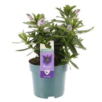 Hebe Blue - 5L Pot