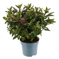 Hebe Pink - 5L Pot