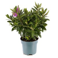Hebe Purple - 5L Pot