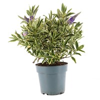 Hebe 'Varia Wild Blue' - 17cm Pot