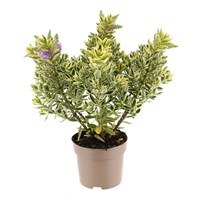 Hebe Variegated - 17cm Pot