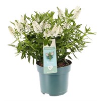 Hebe White - 5L Pot