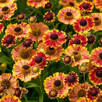 Helenium Hayday Red Bicolor Perennial Plant 2L Pot - Set of 3